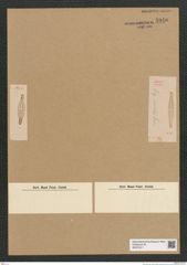 Diatomeae indet. Zeichnungen Sammlung Grunow Nr. 5940 (NHMW-BOT-W0374411)